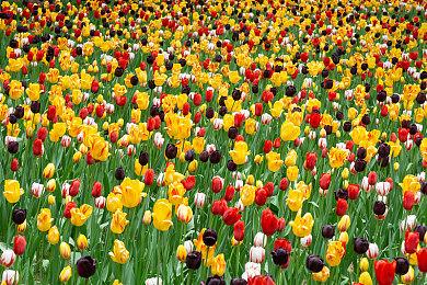 P社抢先体验的《群星 Nexus》正式更名为《Nexus 5X》